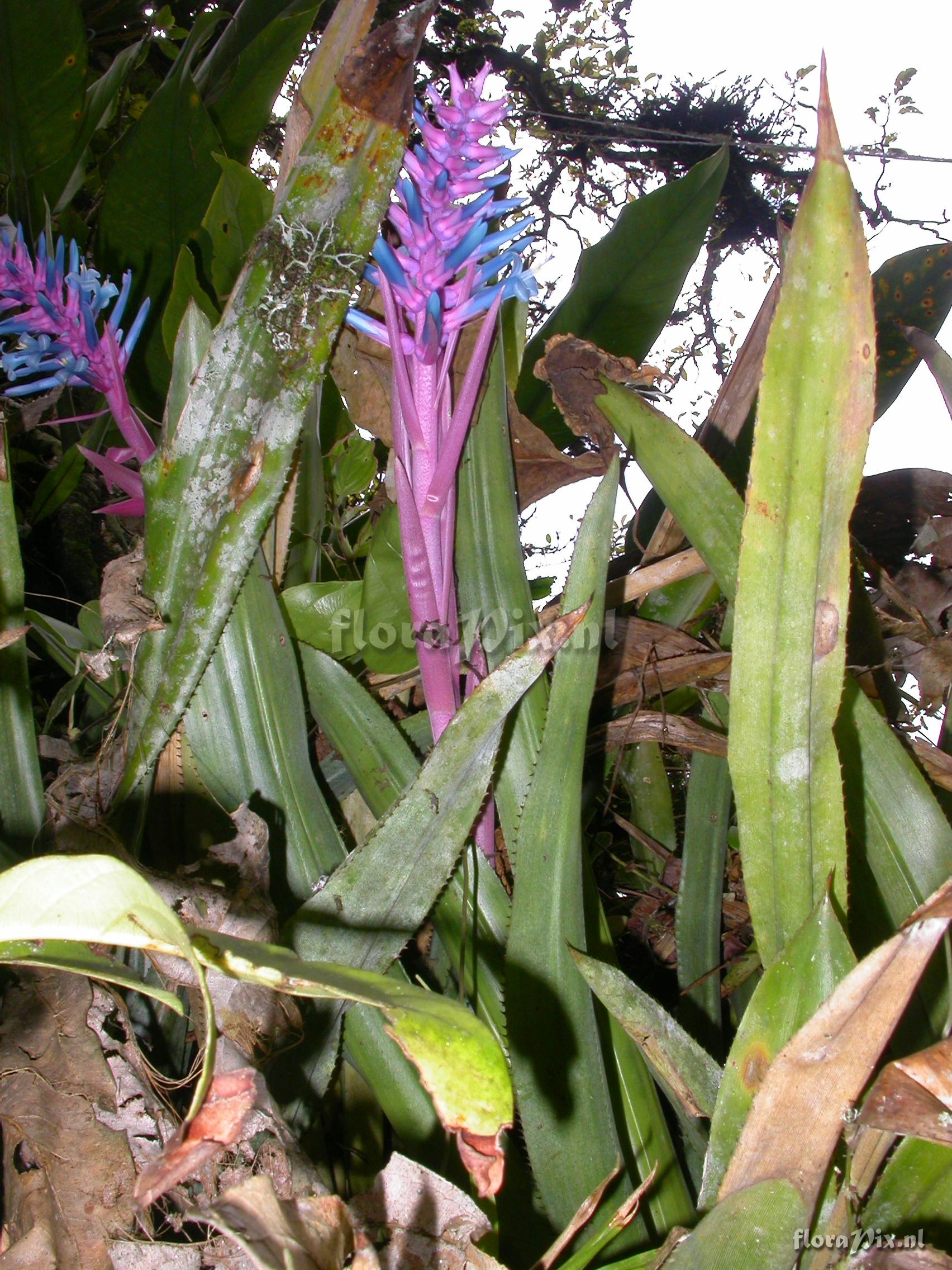 Aechmea drackeana