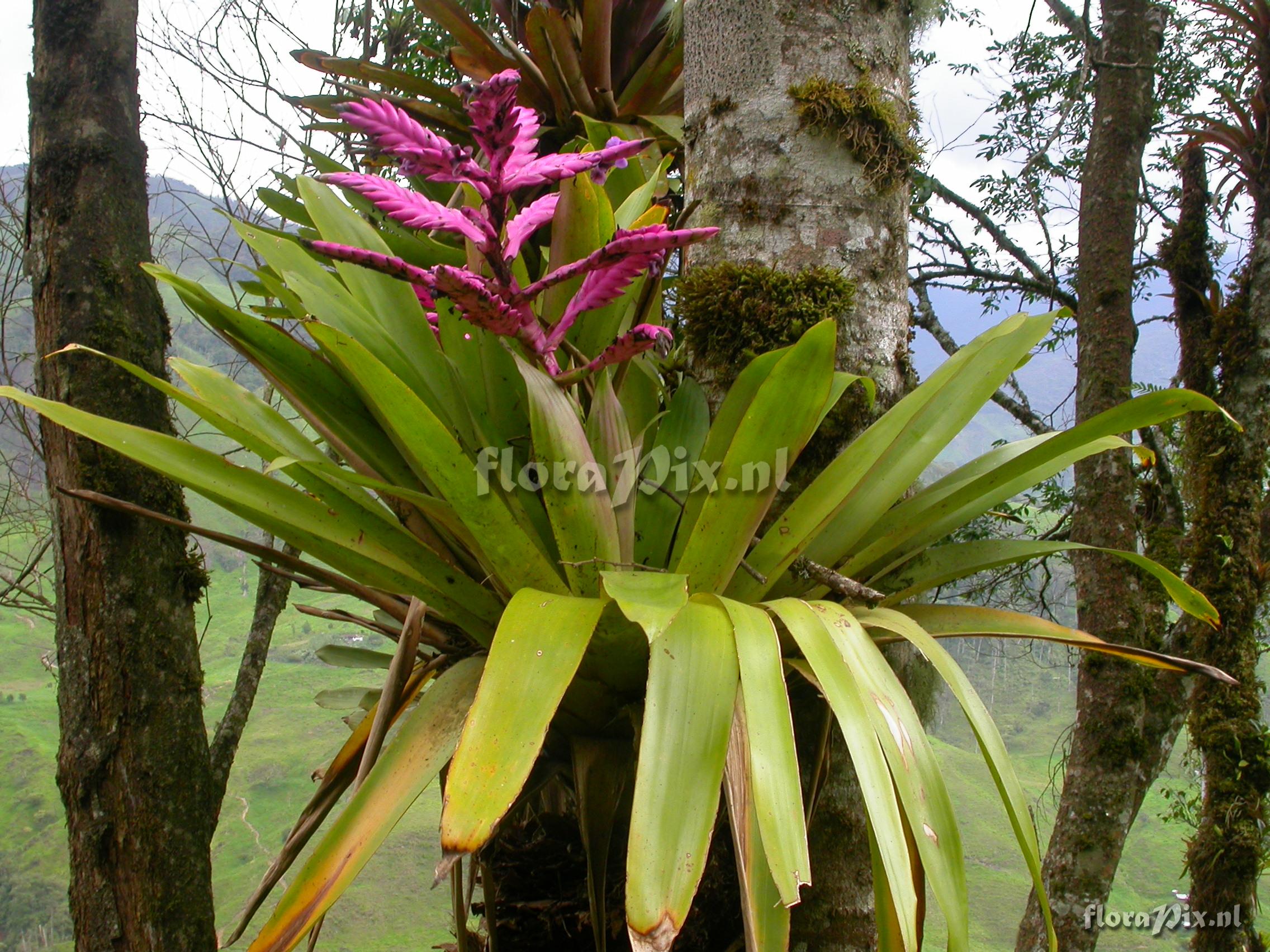  Tillandsia platyrhachis