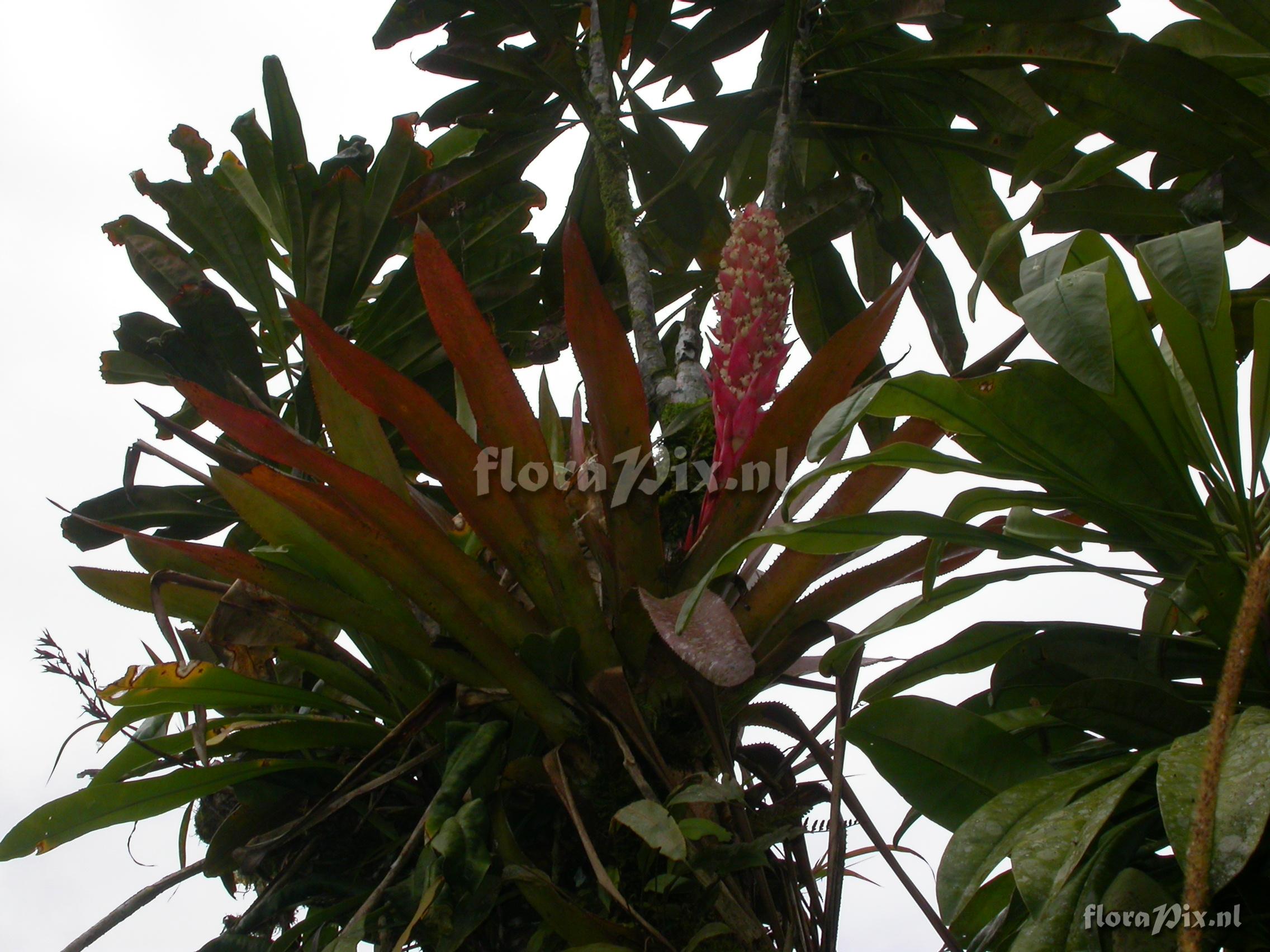 Aechmea cf. woronowii