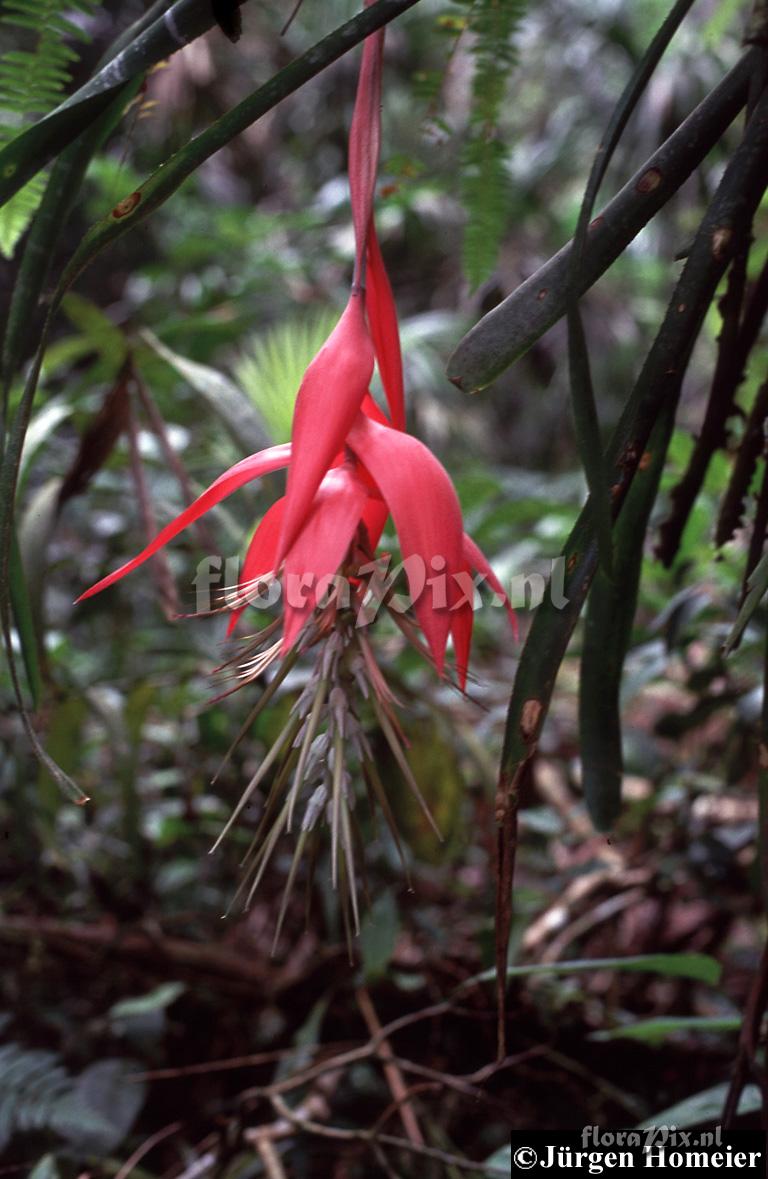 Billbergia stenopetala