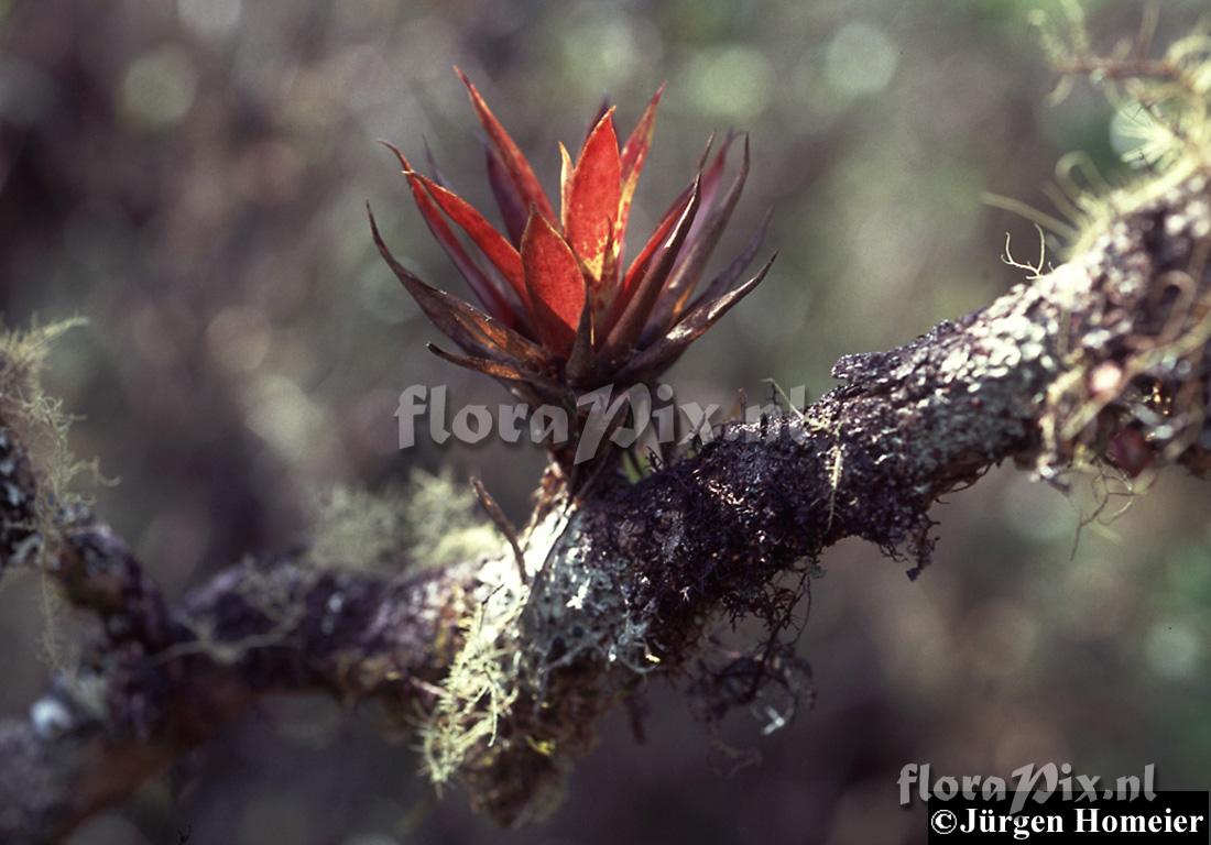 Tillandsia 