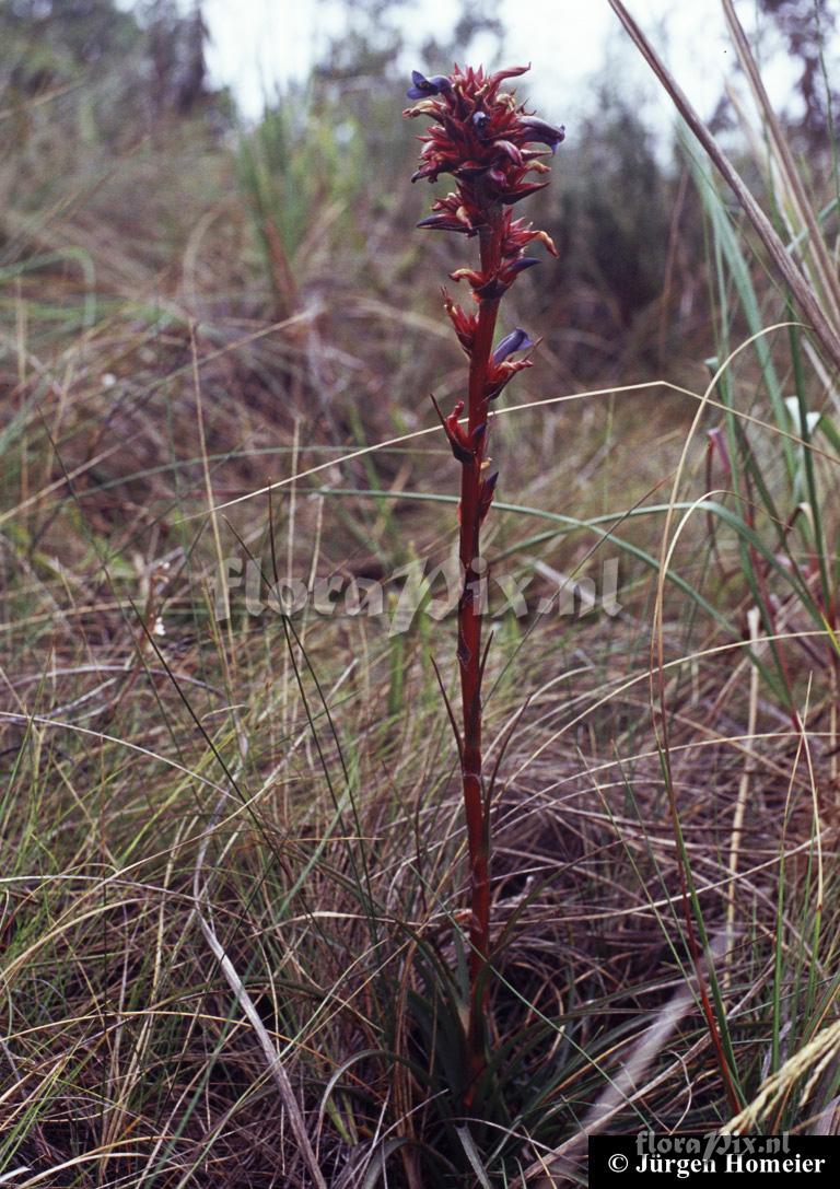 Puya erynchioides