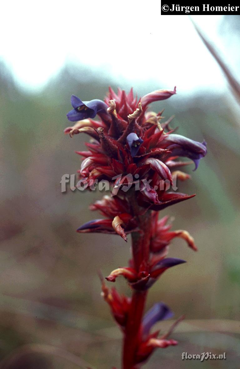 Puya eryngioides