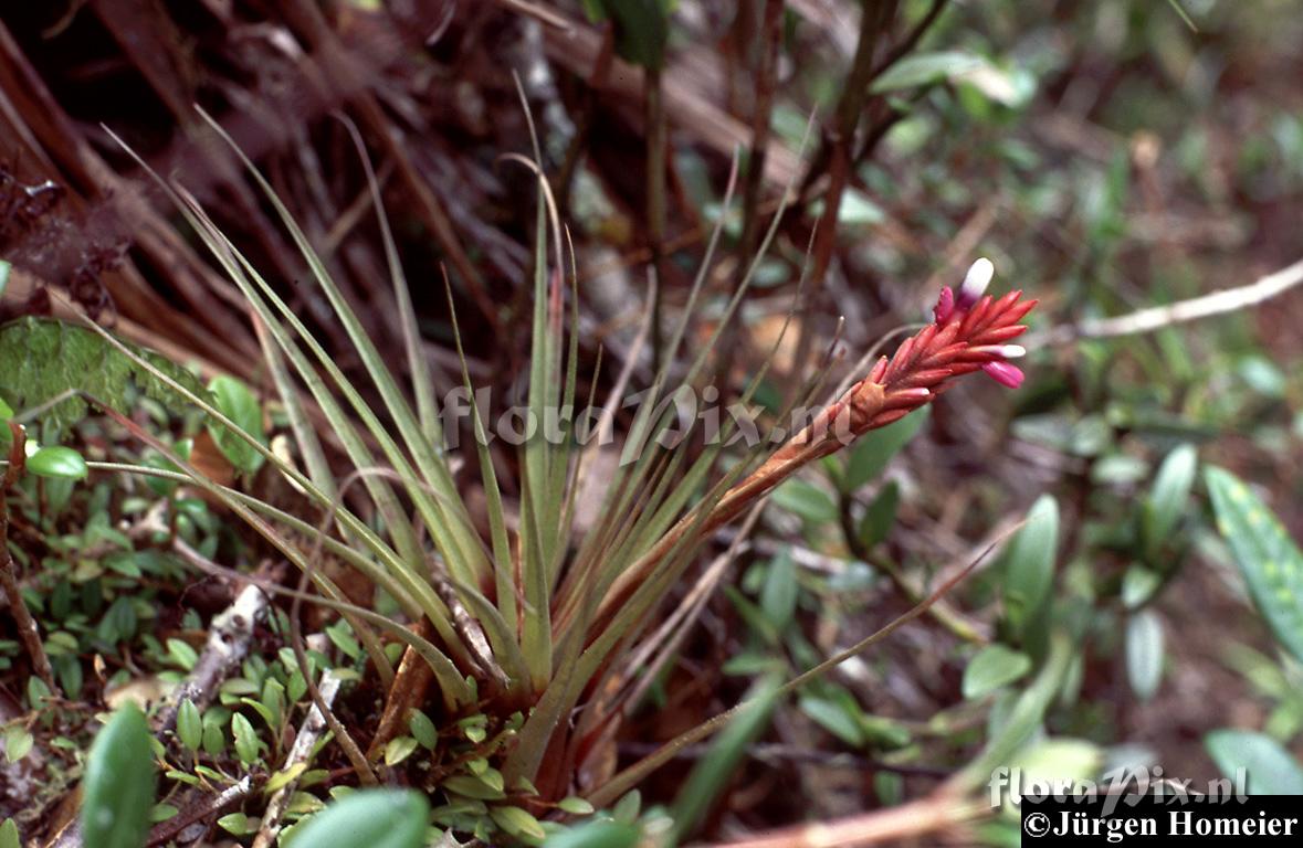 Vriesea fragrans