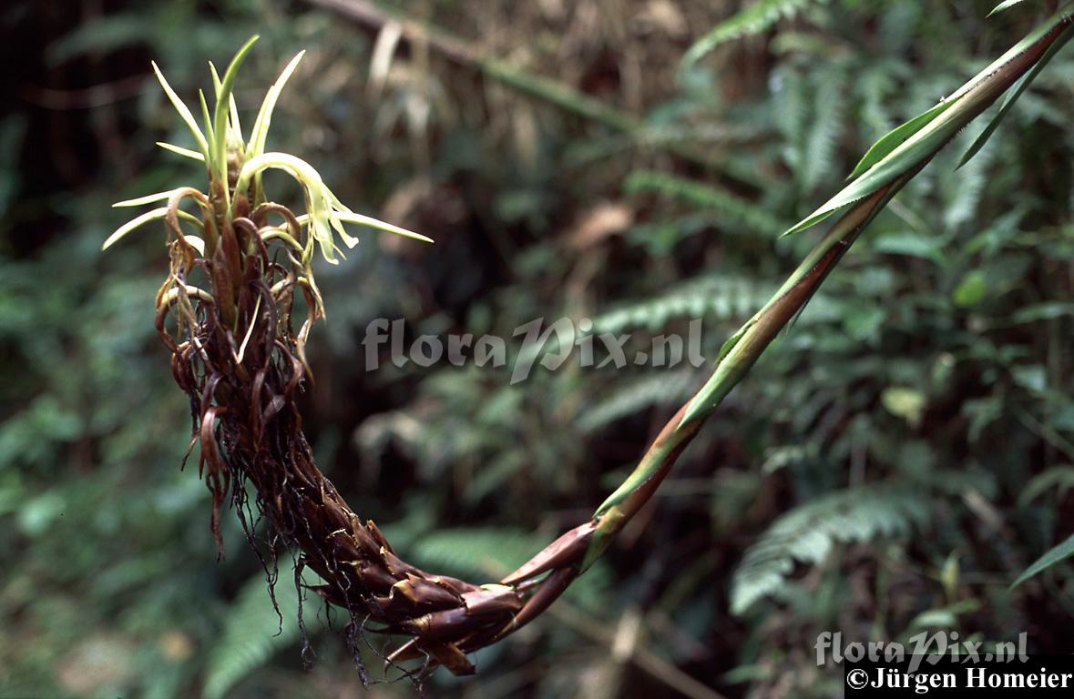 Pitcairnia 