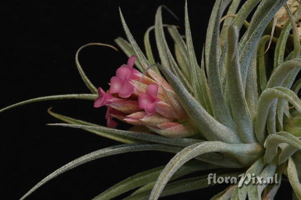 Tillandsia Pink Sugar