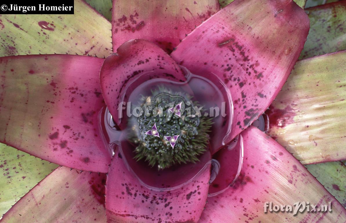 Neoregelia concentrica