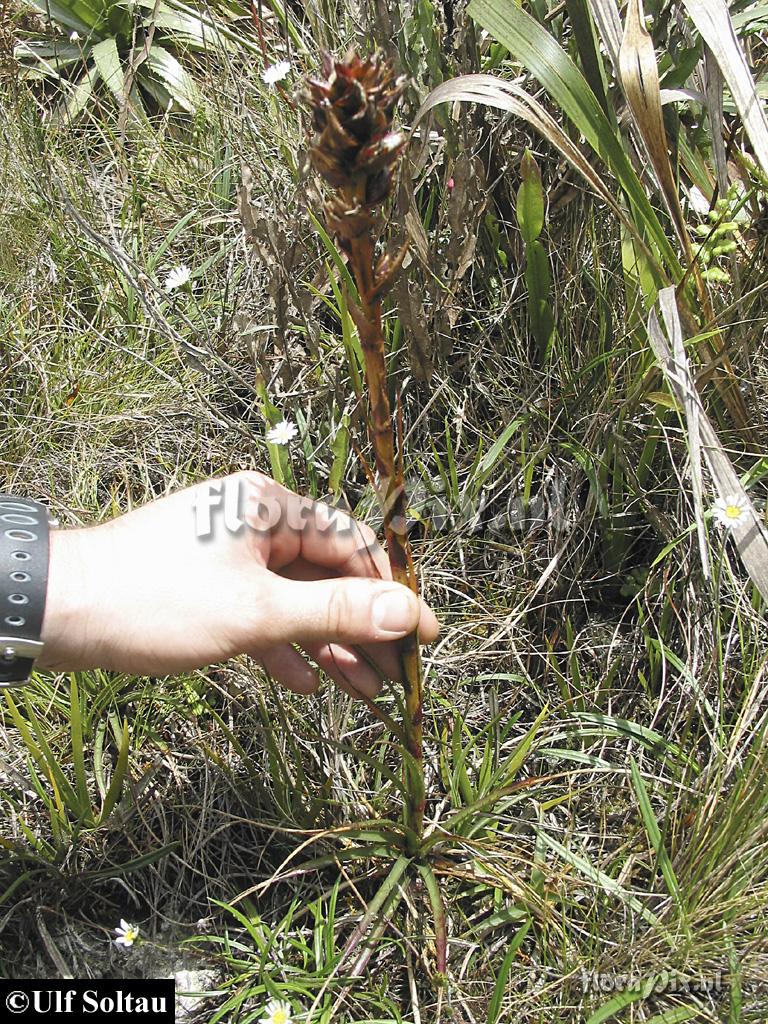 Puya 