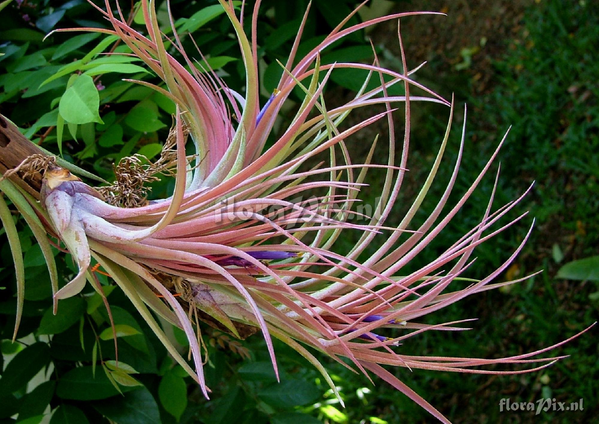 Tillandsia x 