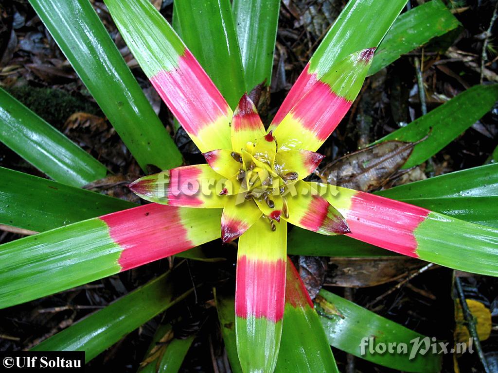 Guzmania squarrosa