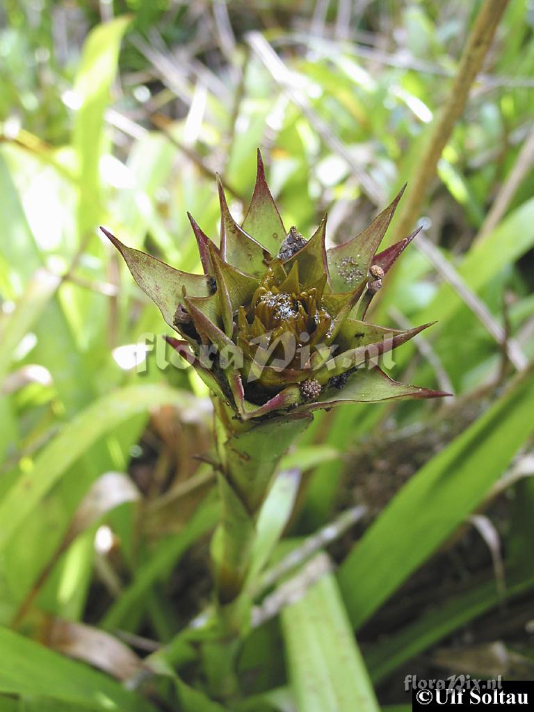 Werauhia sp.