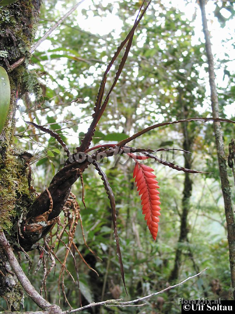 Racinaea undulifolia
