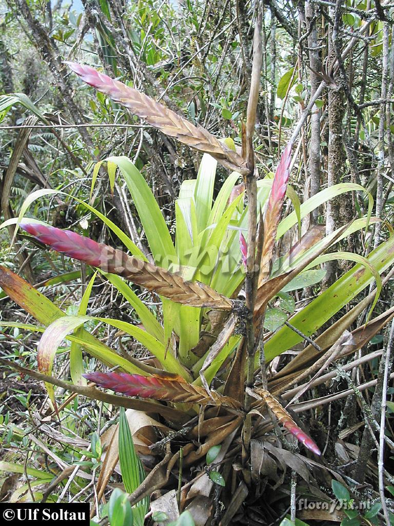 Tillandsia 