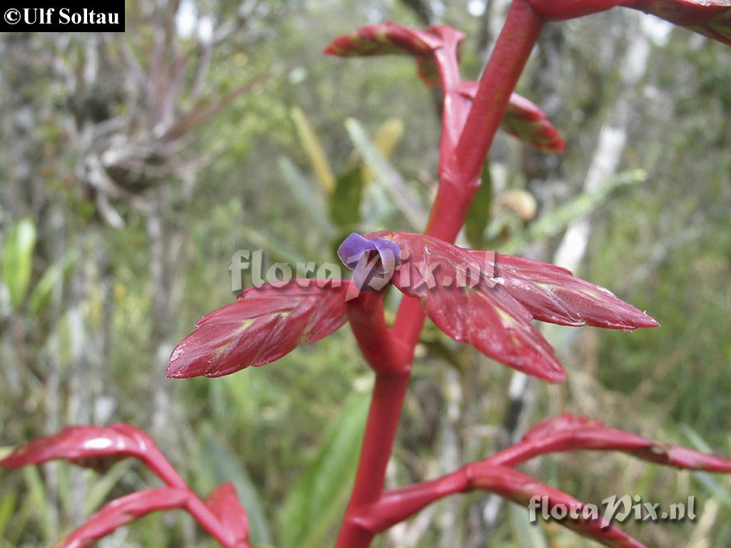 Tillandsia tovarensis 