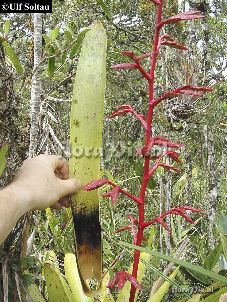 Tillandsia tovarensis 