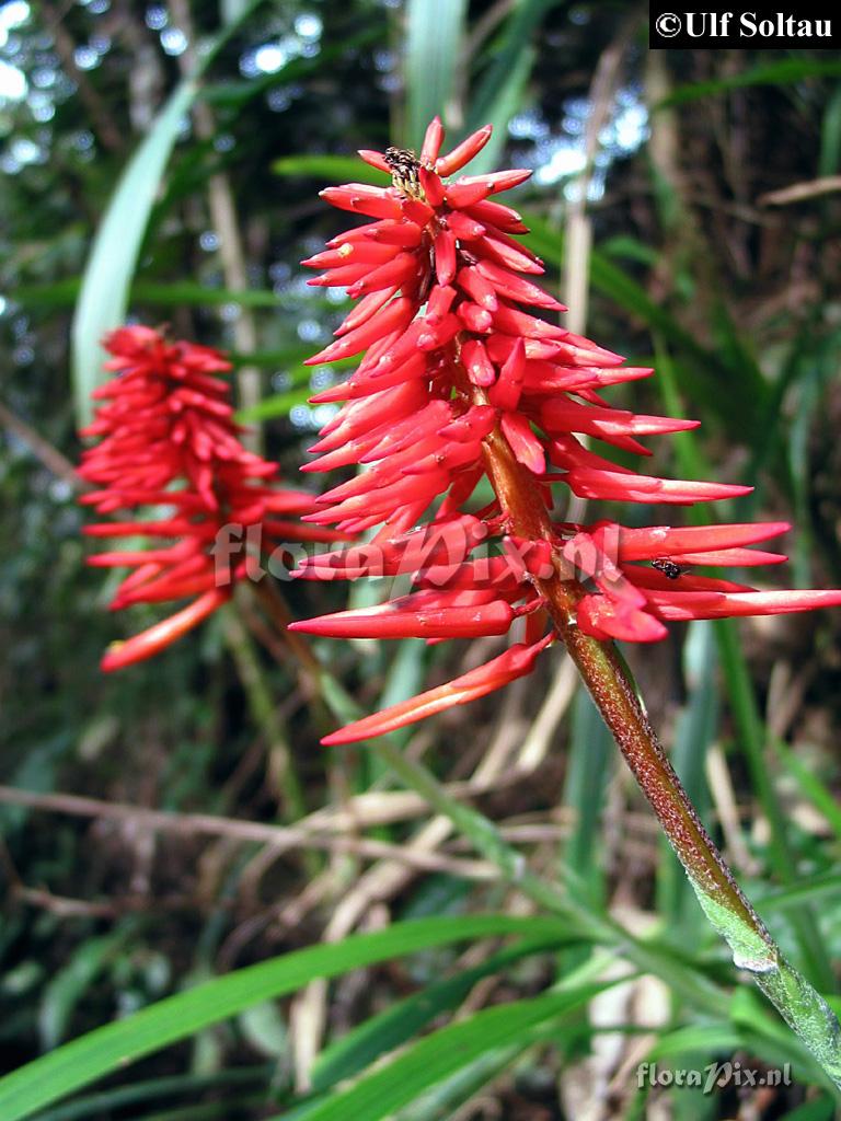 Pitcairnia cf. reflexiflora