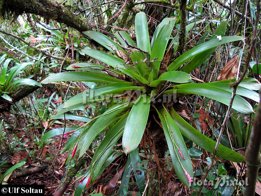 Tillandsia complanata