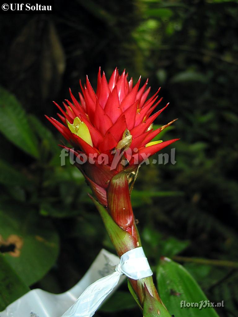 Guzmania beseae