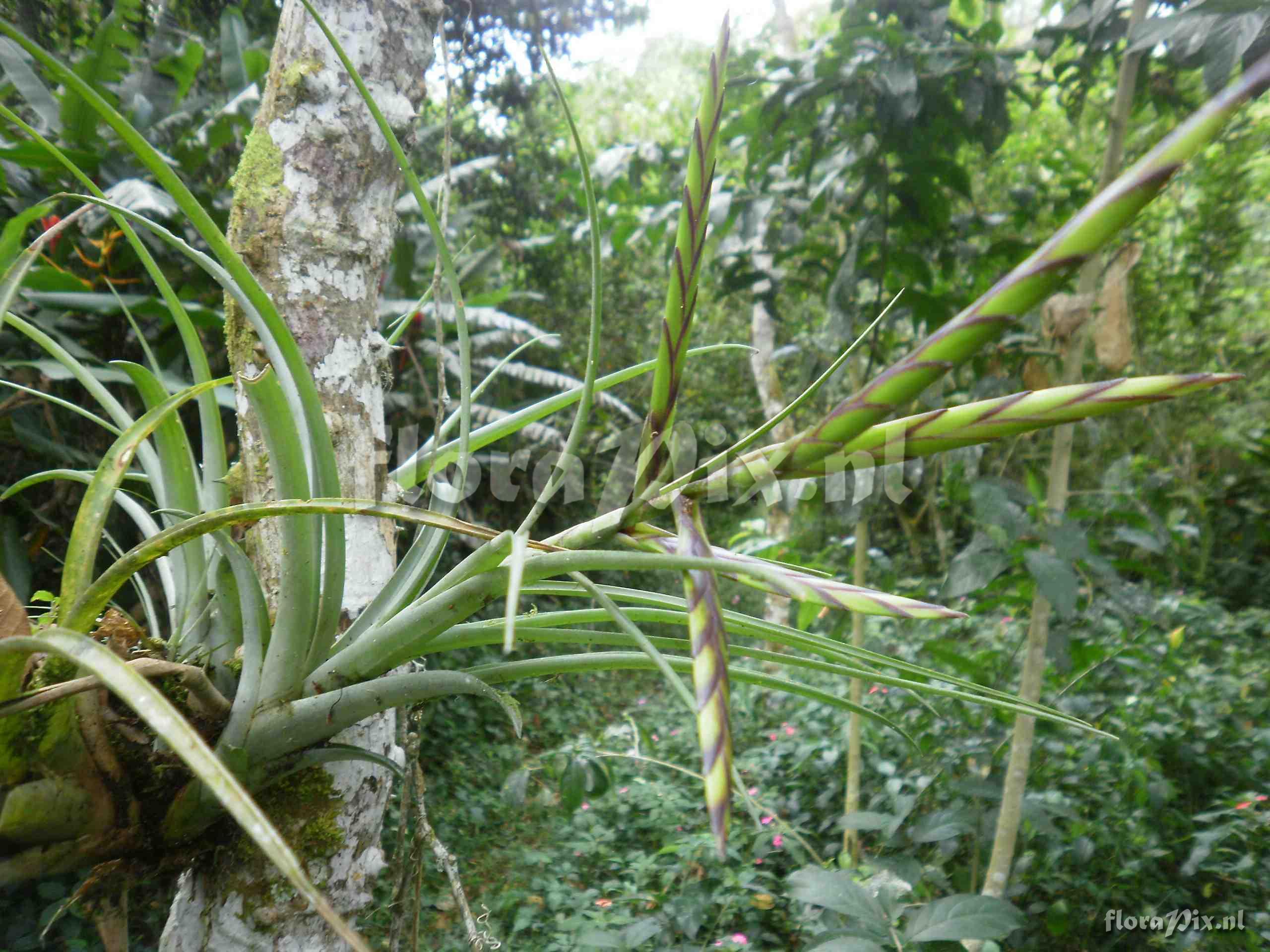 Tillandsia variabilis