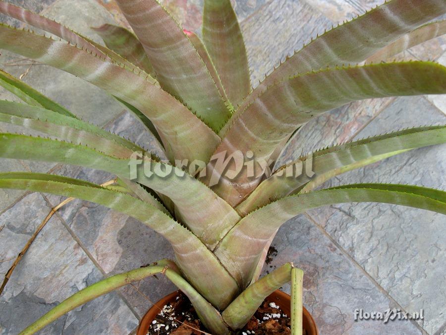 Neoregelia cruenta