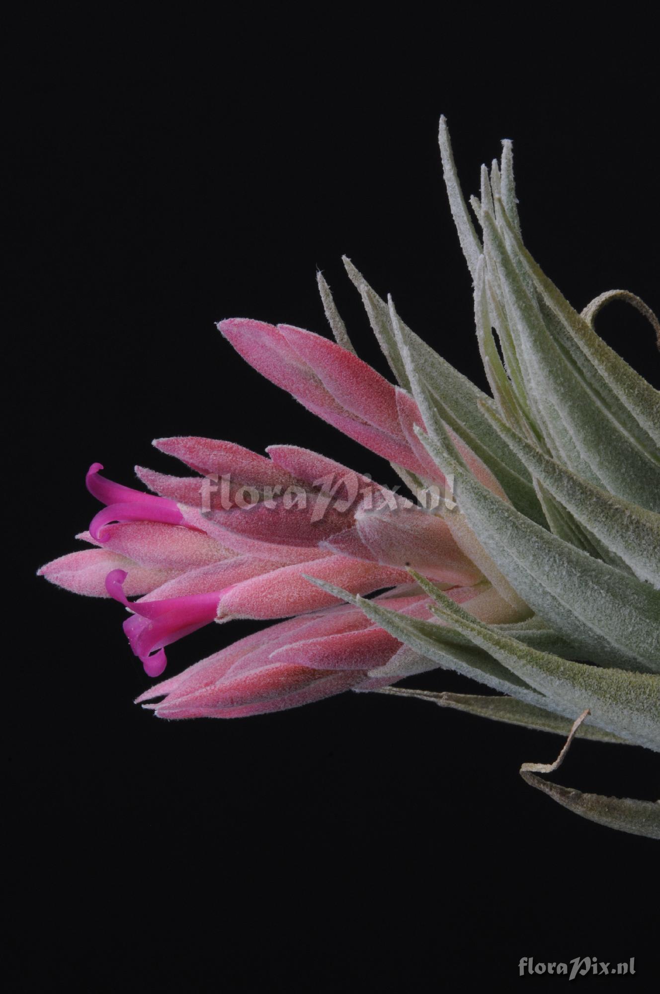 Tillandsia gardneri var. rupicola