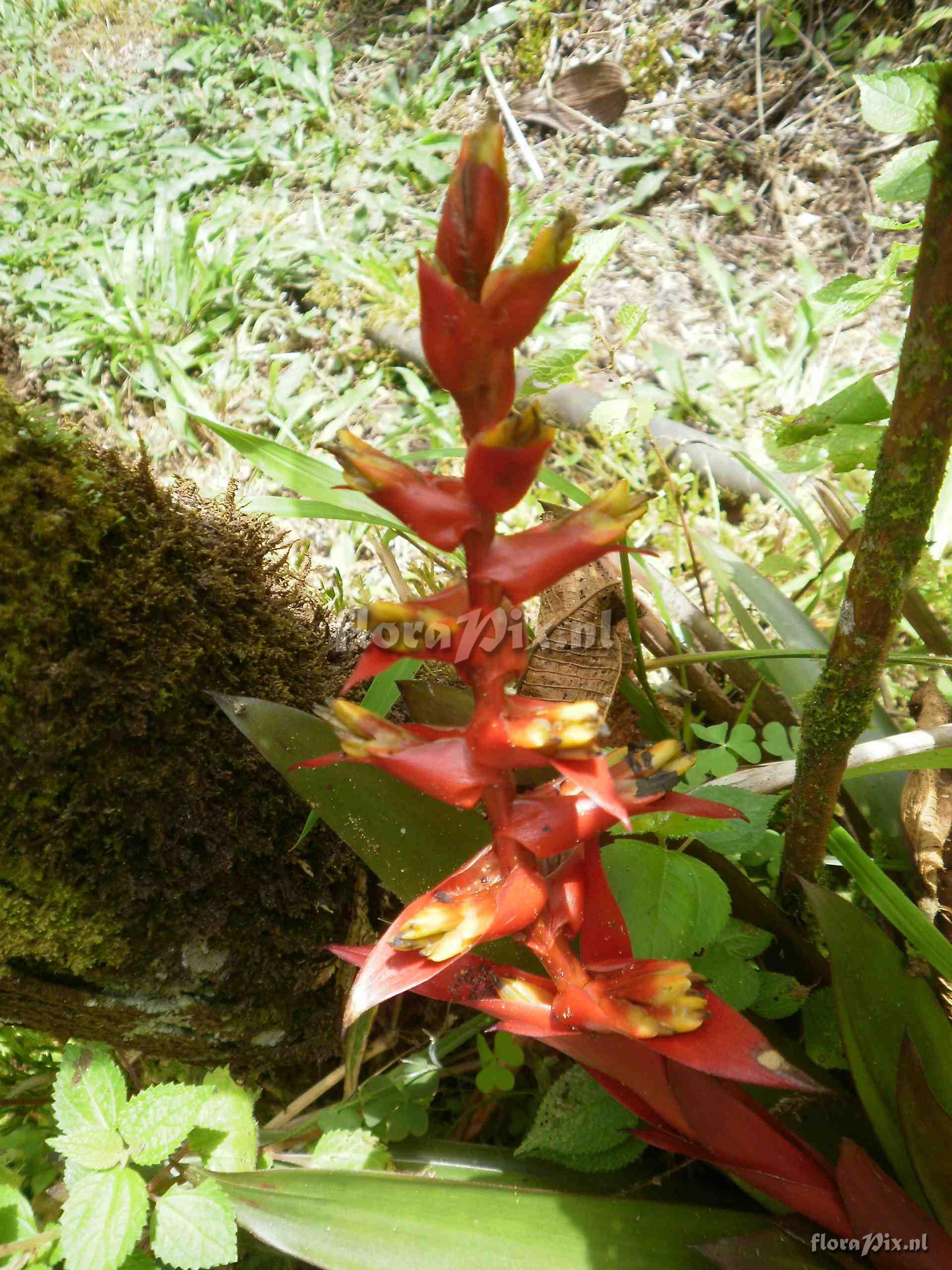 Mezobromelia bicolor