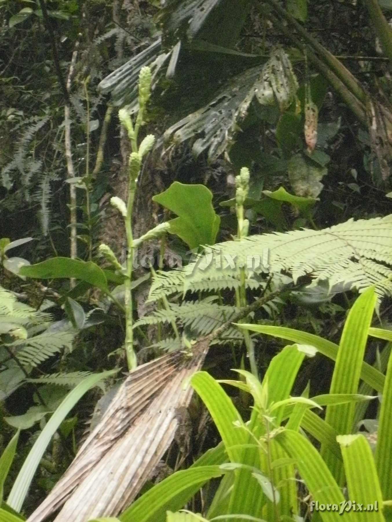 Guzmania hollinensis