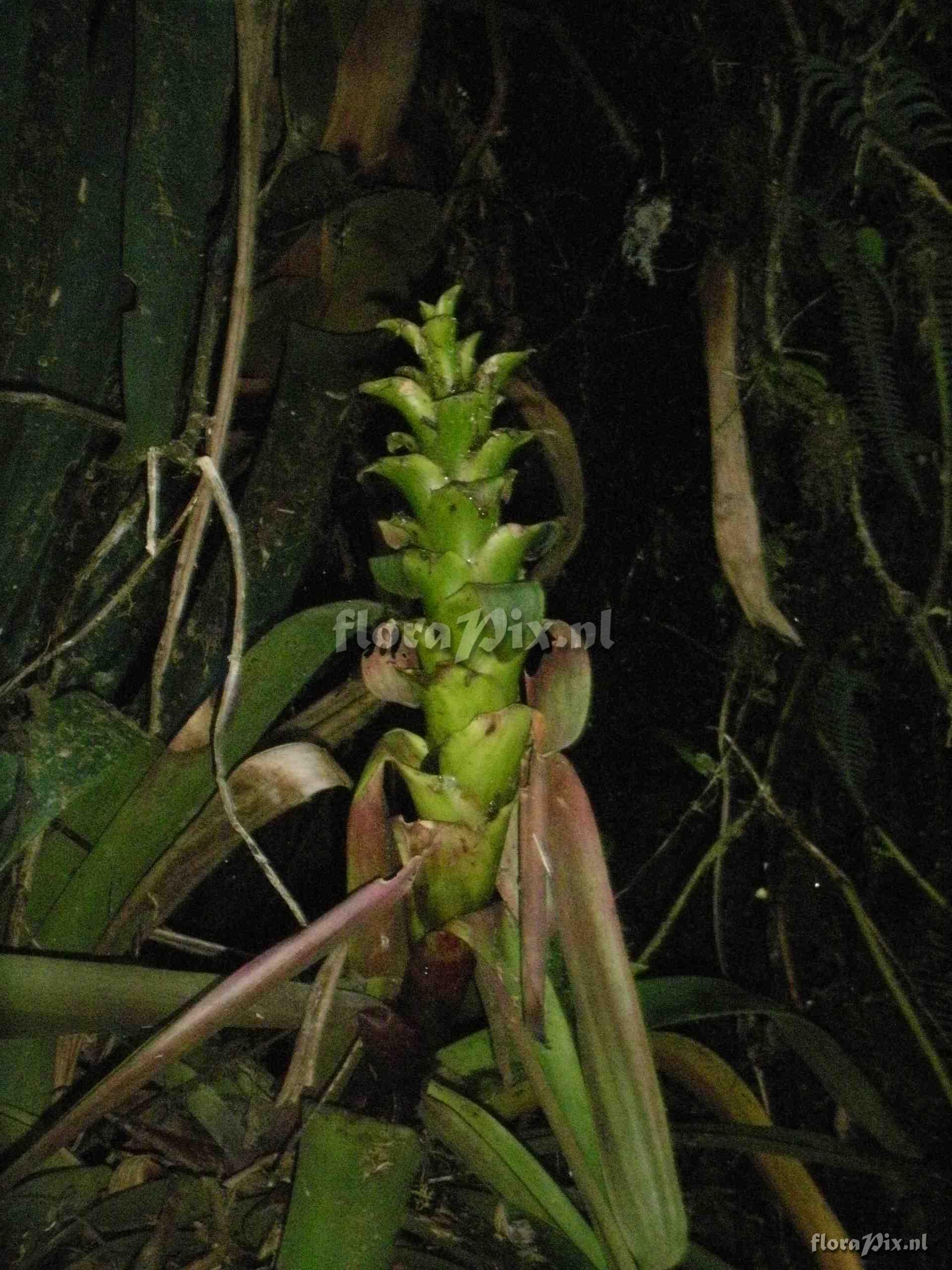 Guzmania  pseudospectabilis