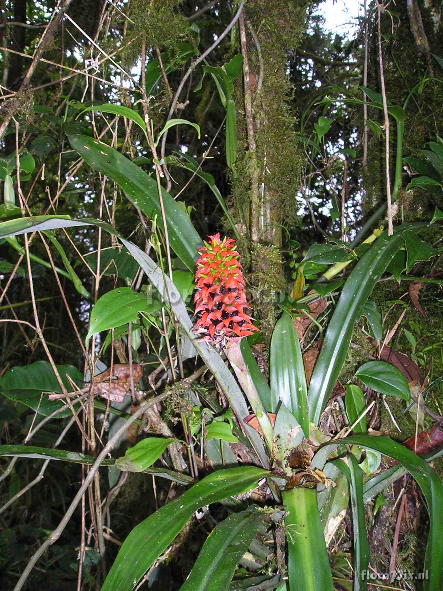 Aechmea veitchii