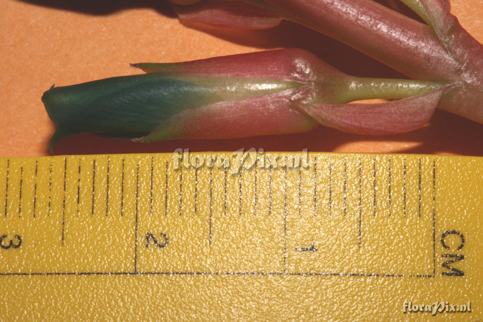 Puya aff. dyckioides