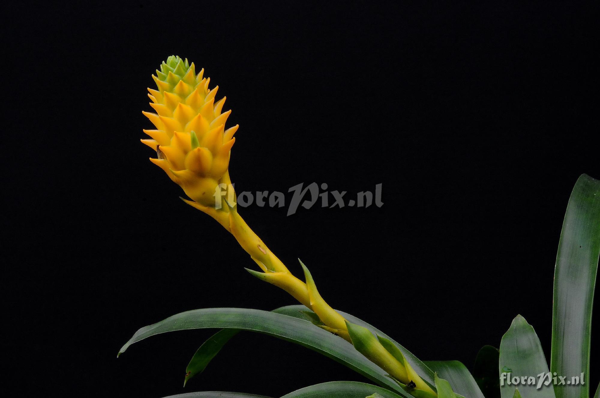 Guzmania teucamae