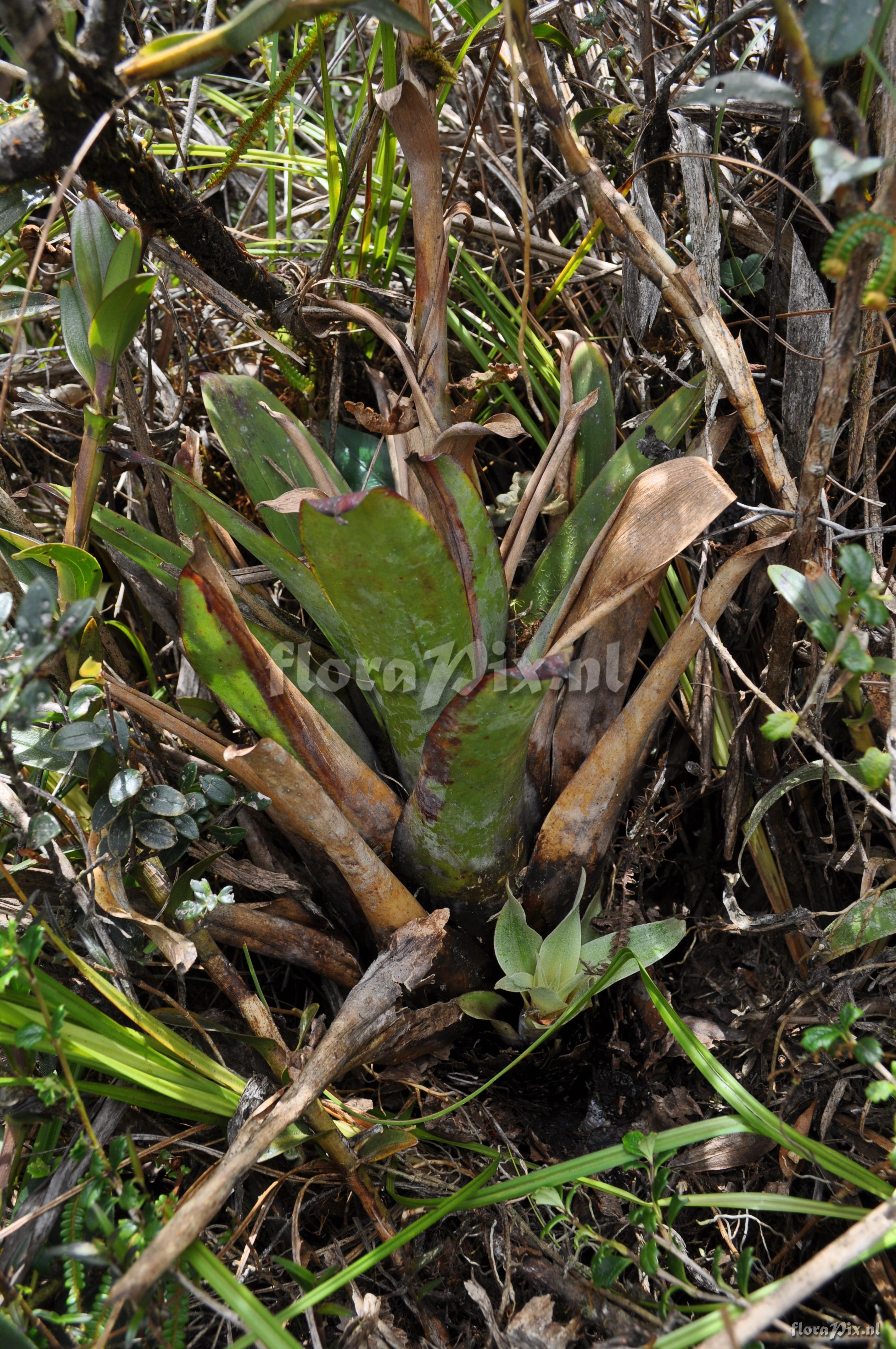 Tillandsia  