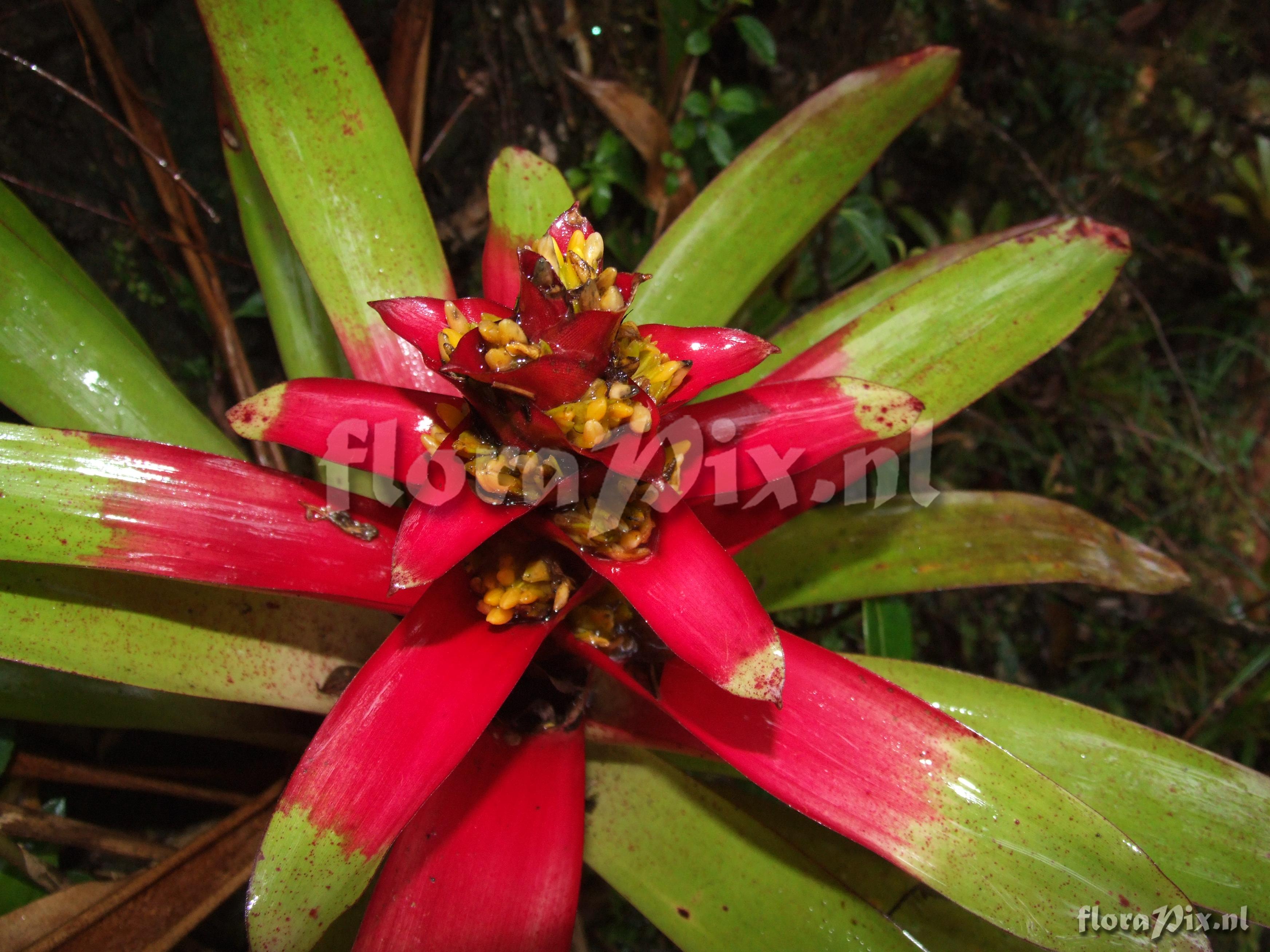 Guzmania squarrosa