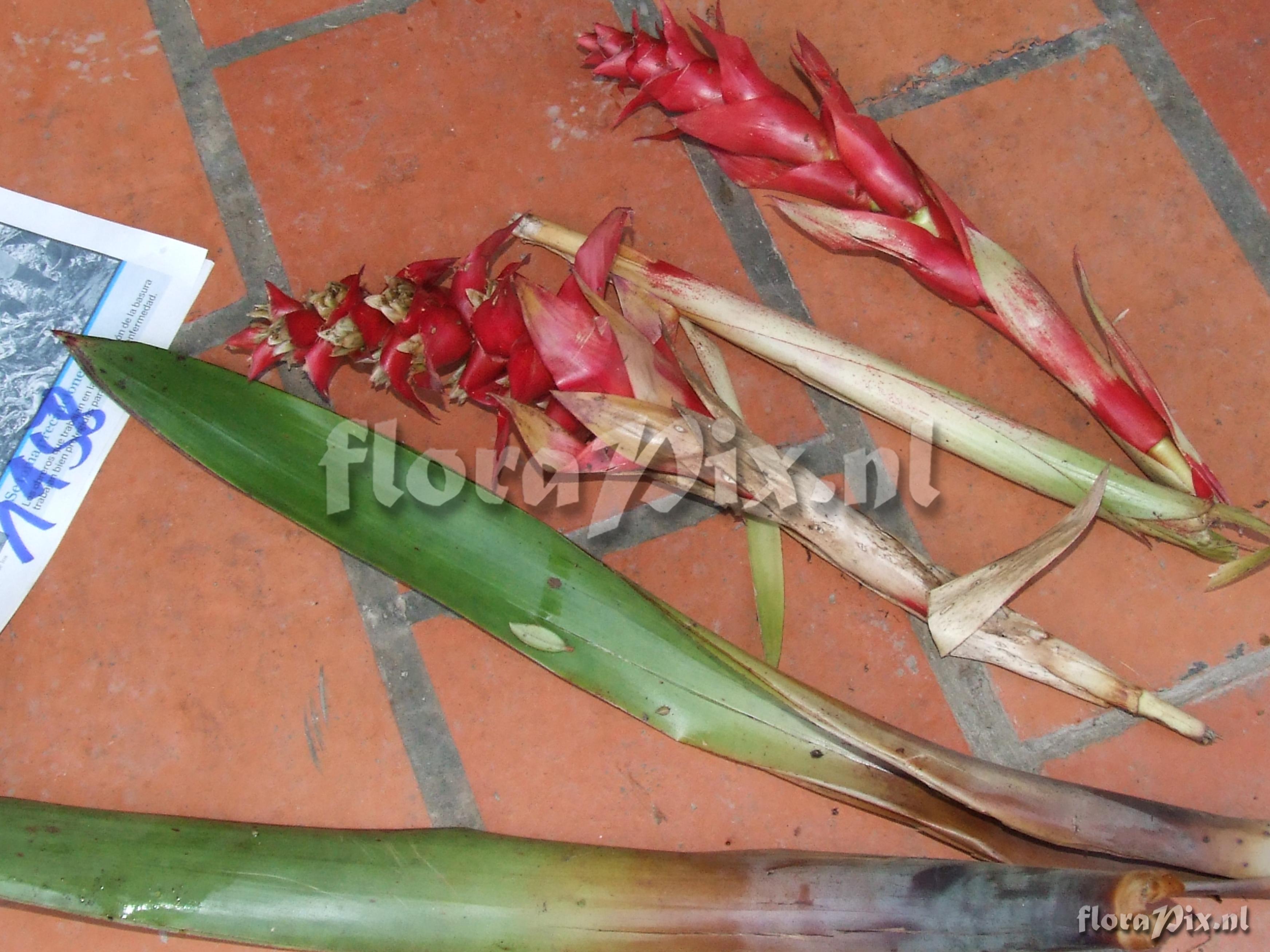 Guzmania  