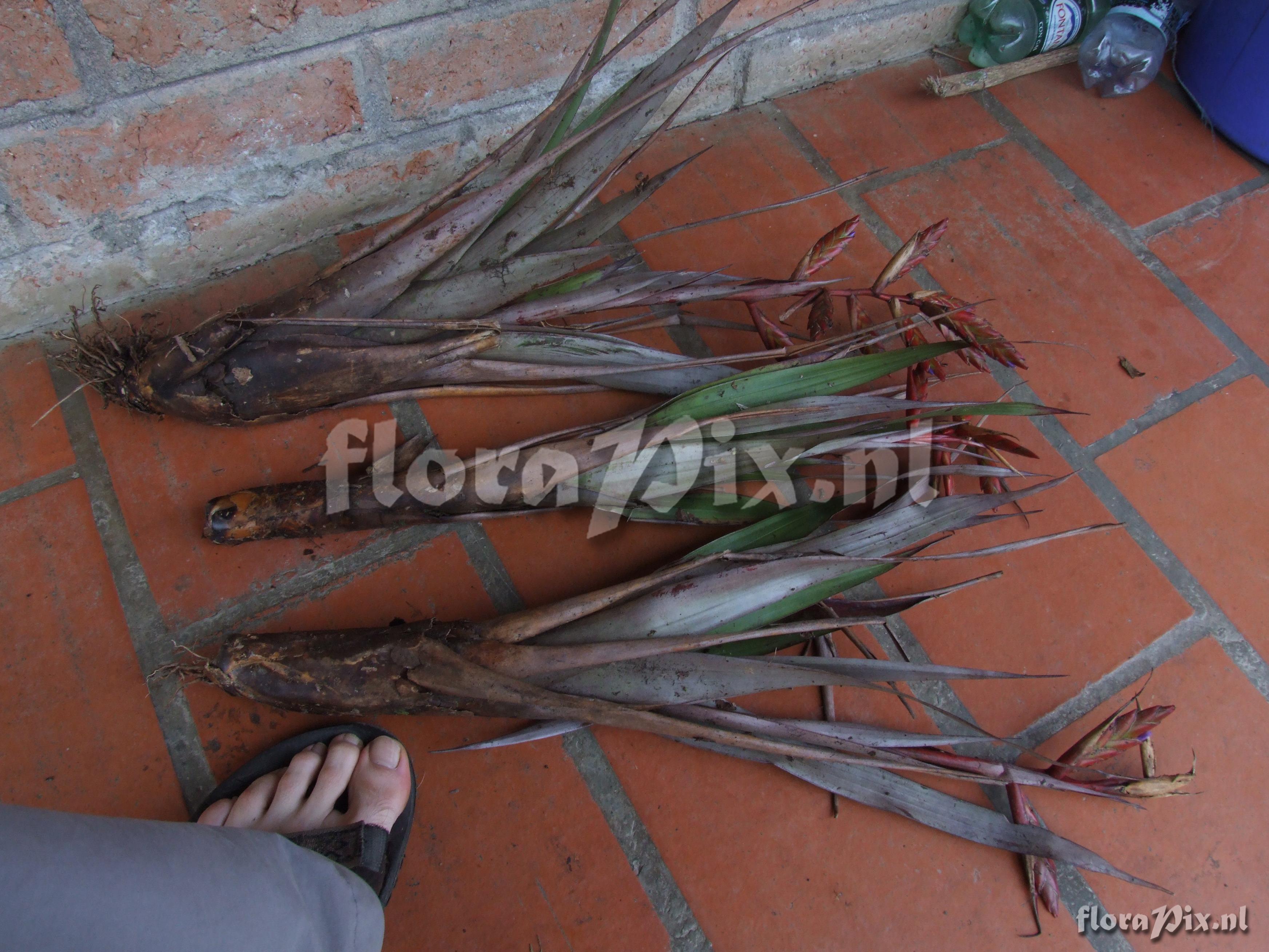 Tillandsia cf. 