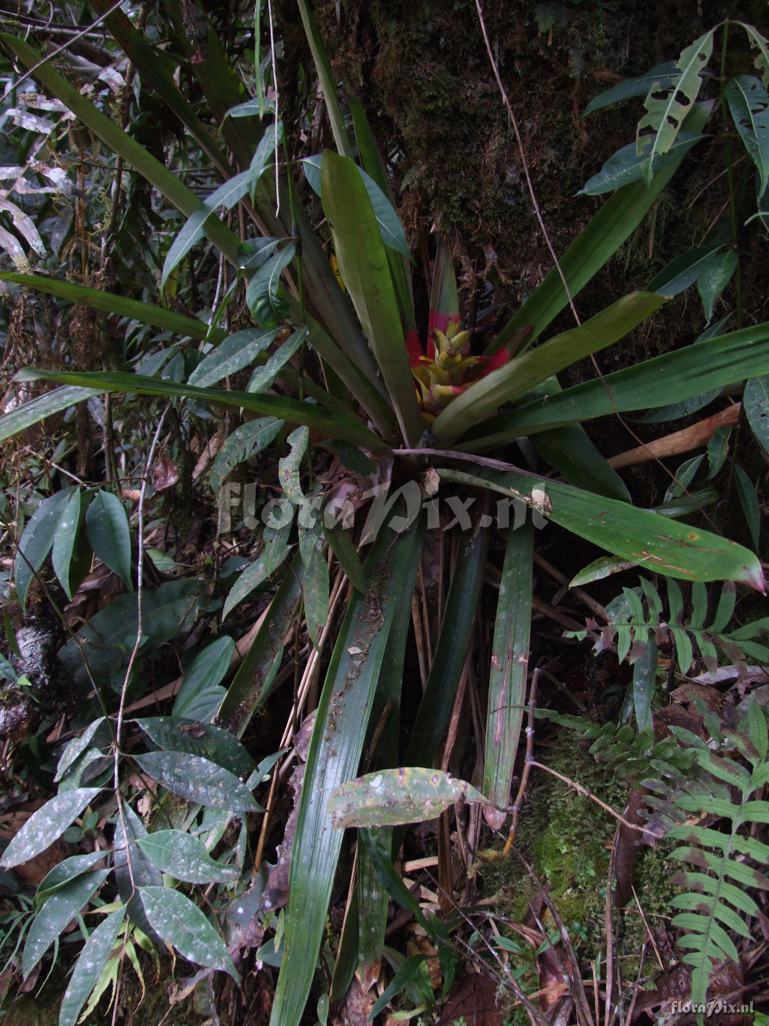 Guzmania squarrosa