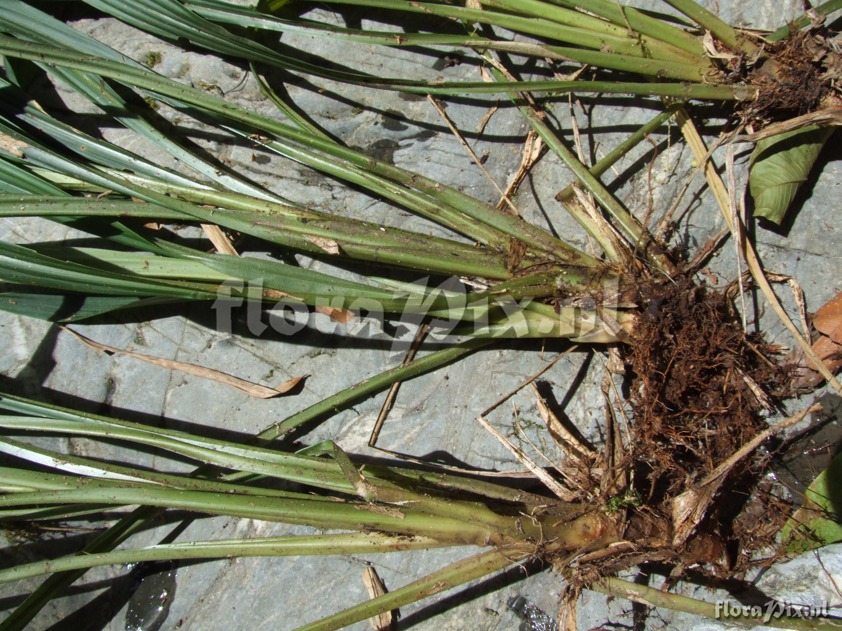 Pepinia caricifolia (Mart ex Schult f.) G.S. Varad. & Gilm