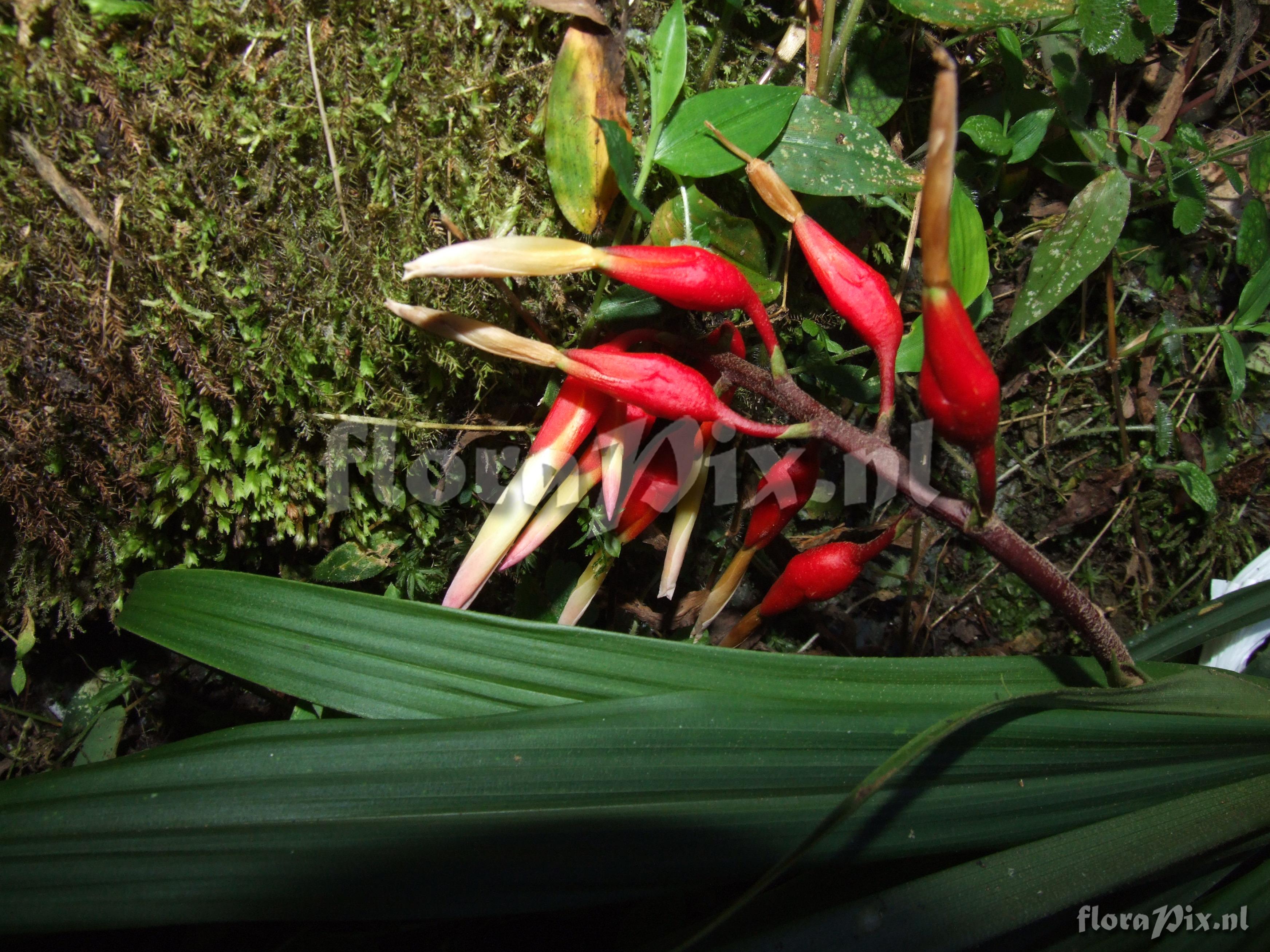 Pepinia caricifolia (Mart ex Schult f.) G.S. Varad. & Gilm