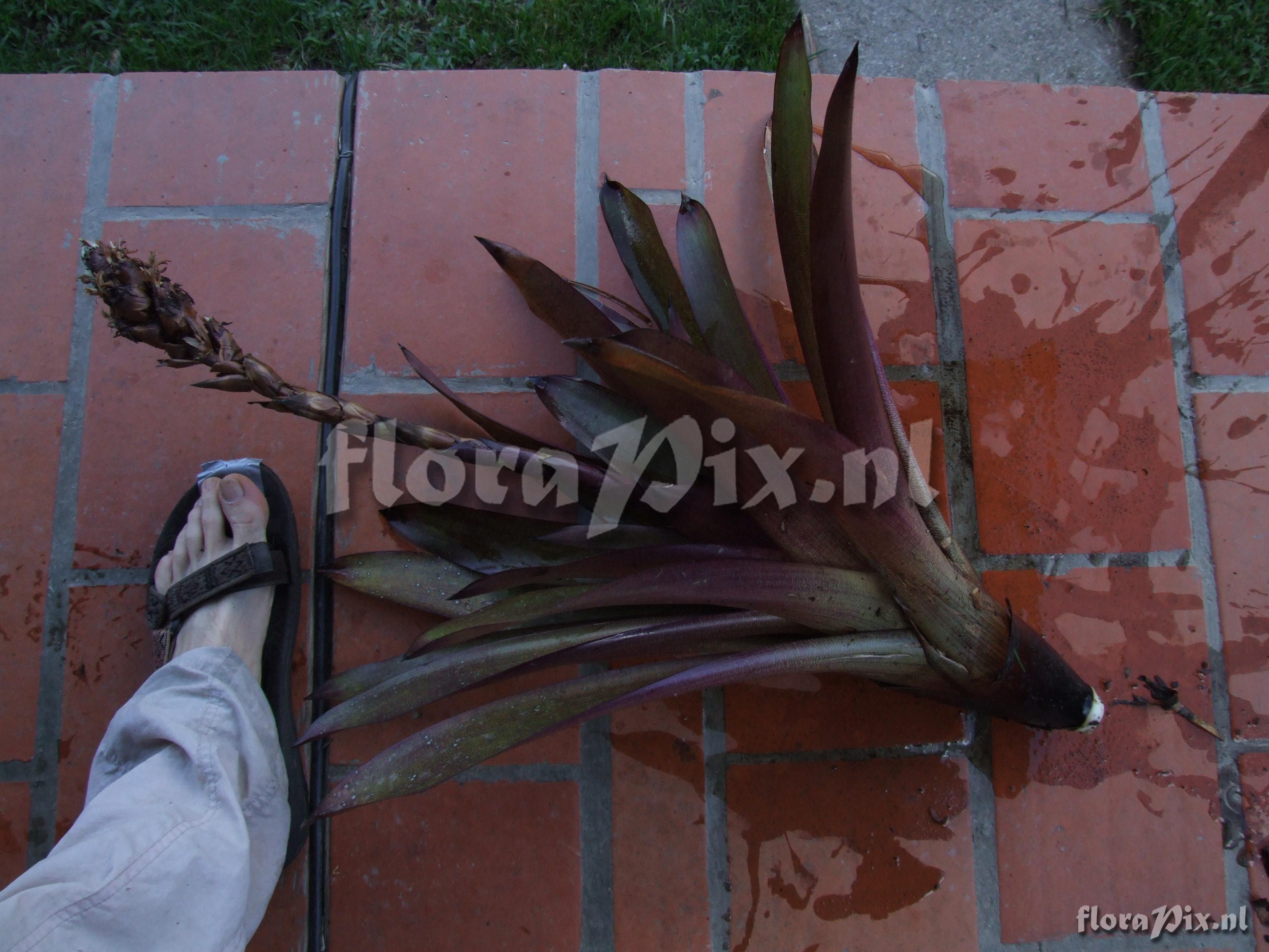 Guzmania sp. nov. 