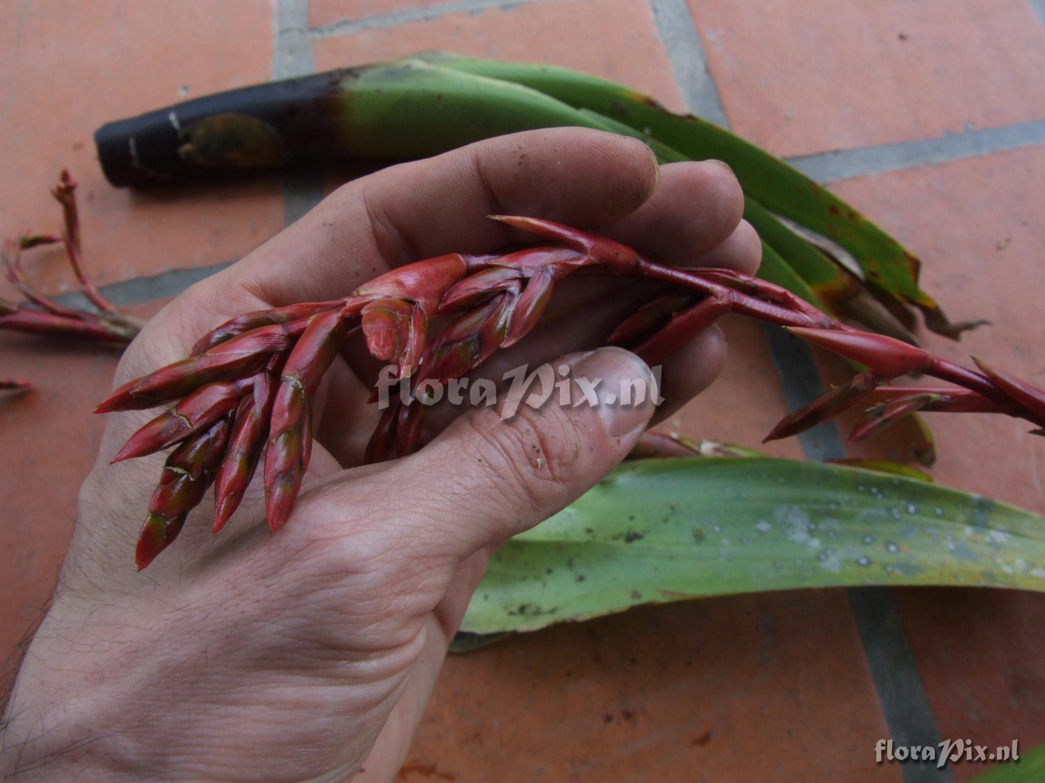 Tillandsia  