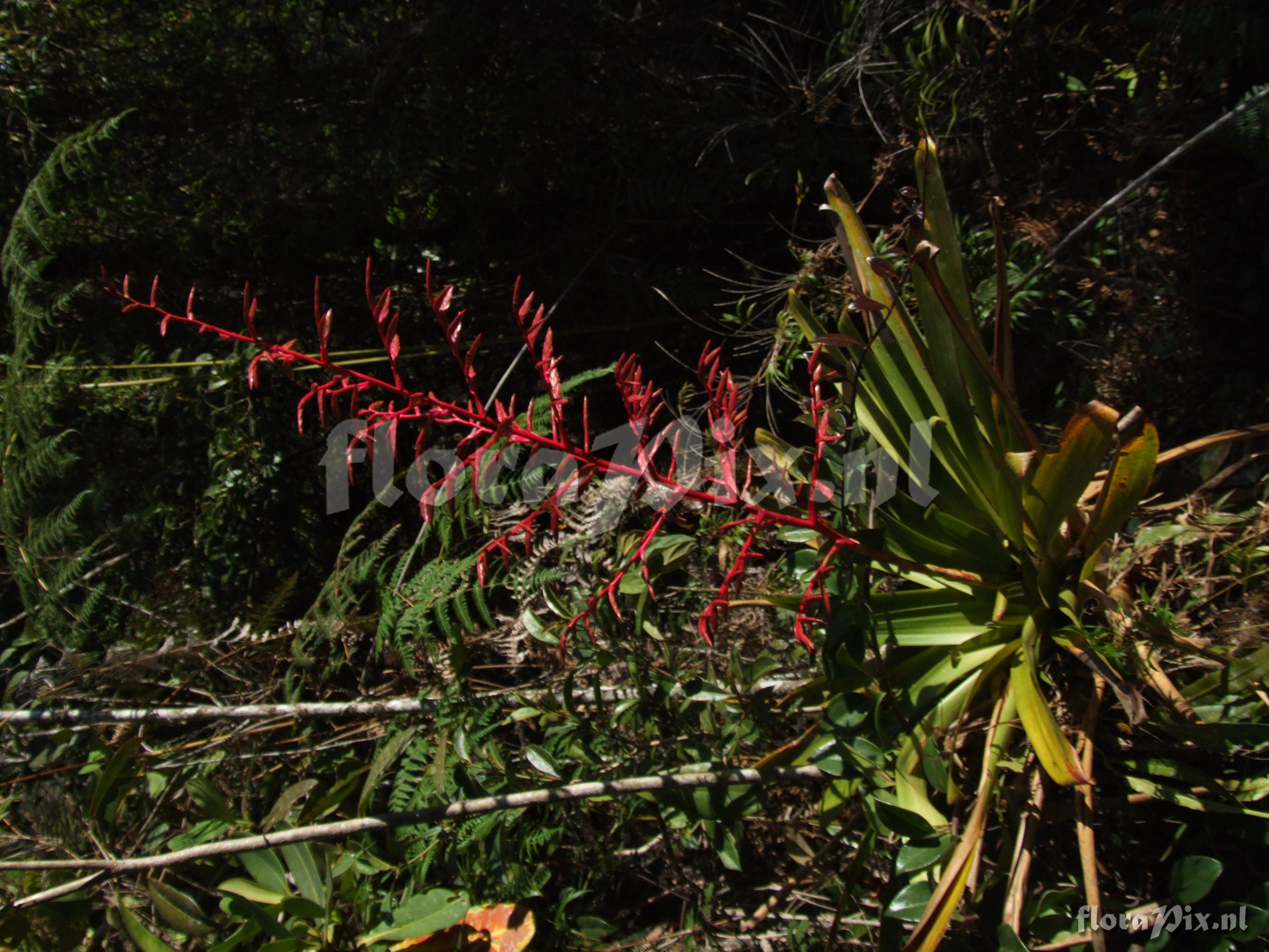 Tillandsia tovariensis 