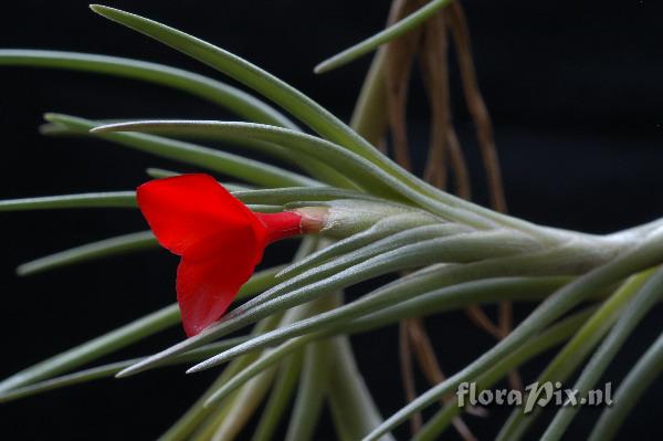 Tillandsia albertiana