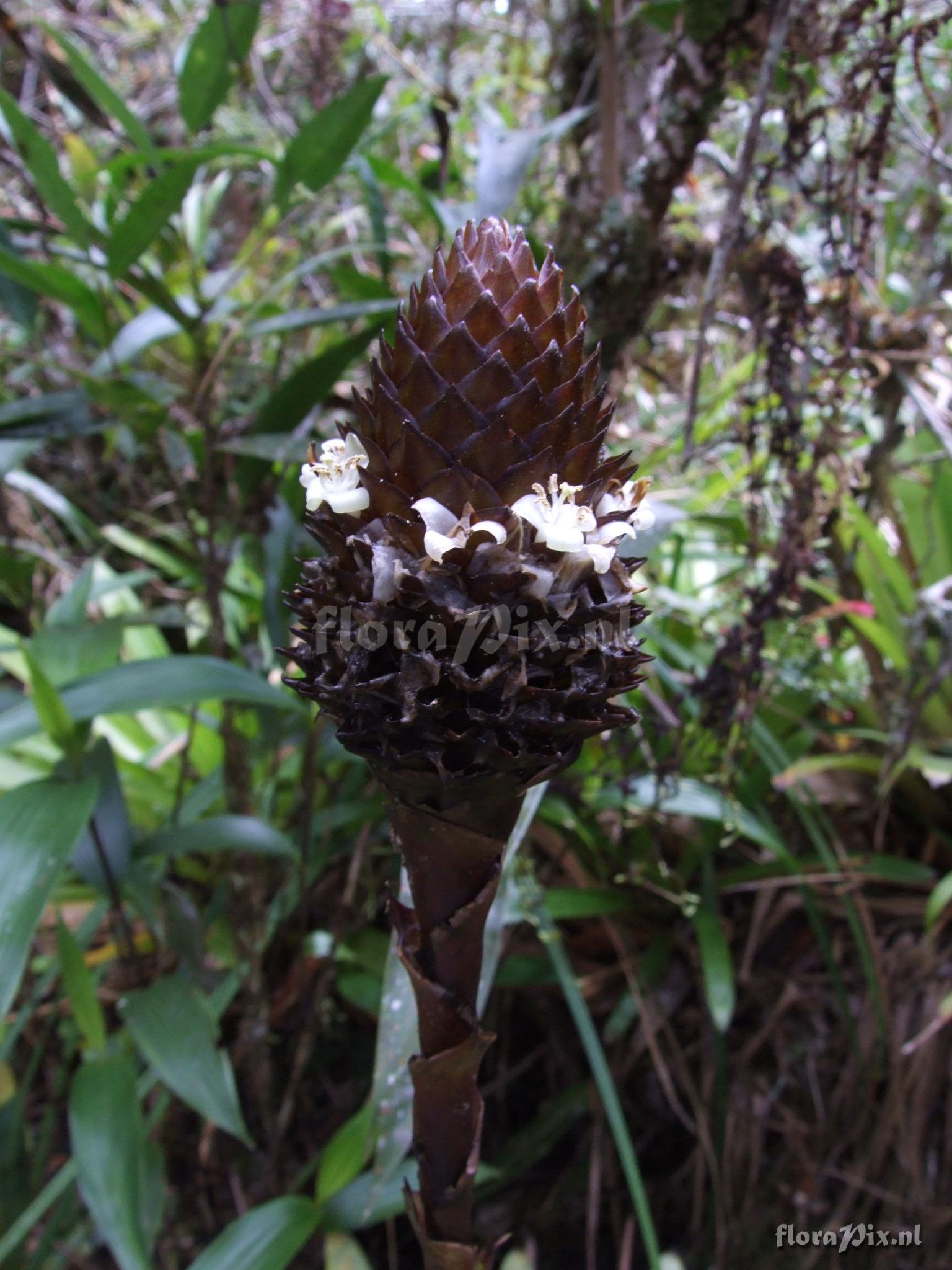 Guzmania coriostachya