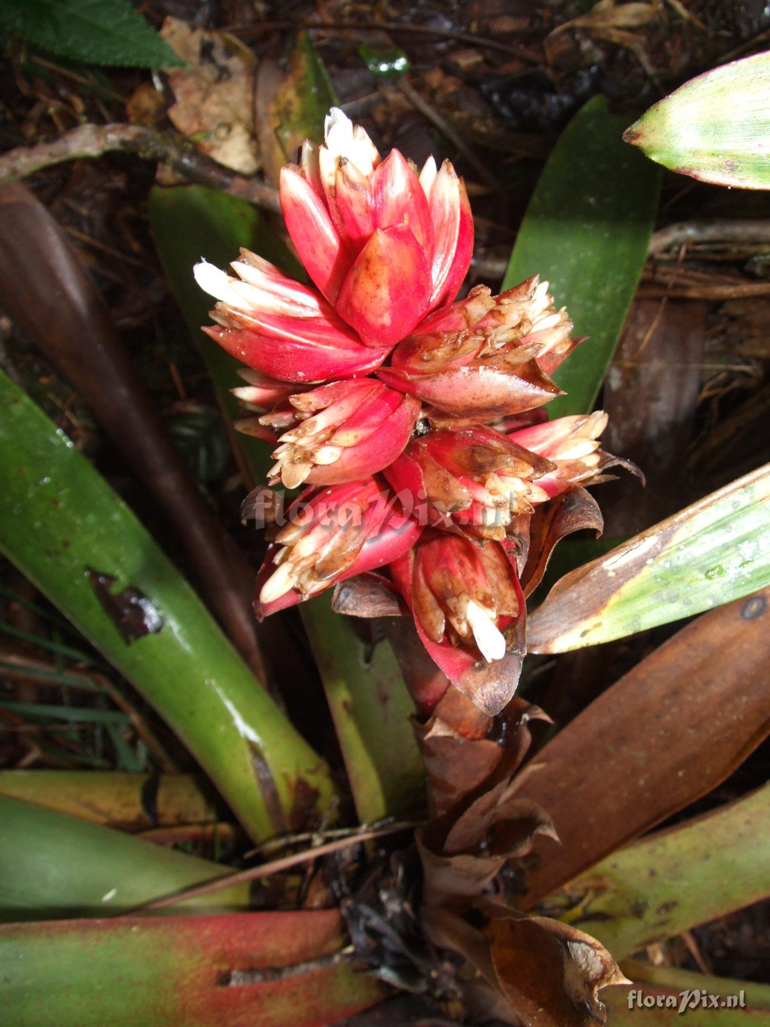 Mezobromelia capituligera 