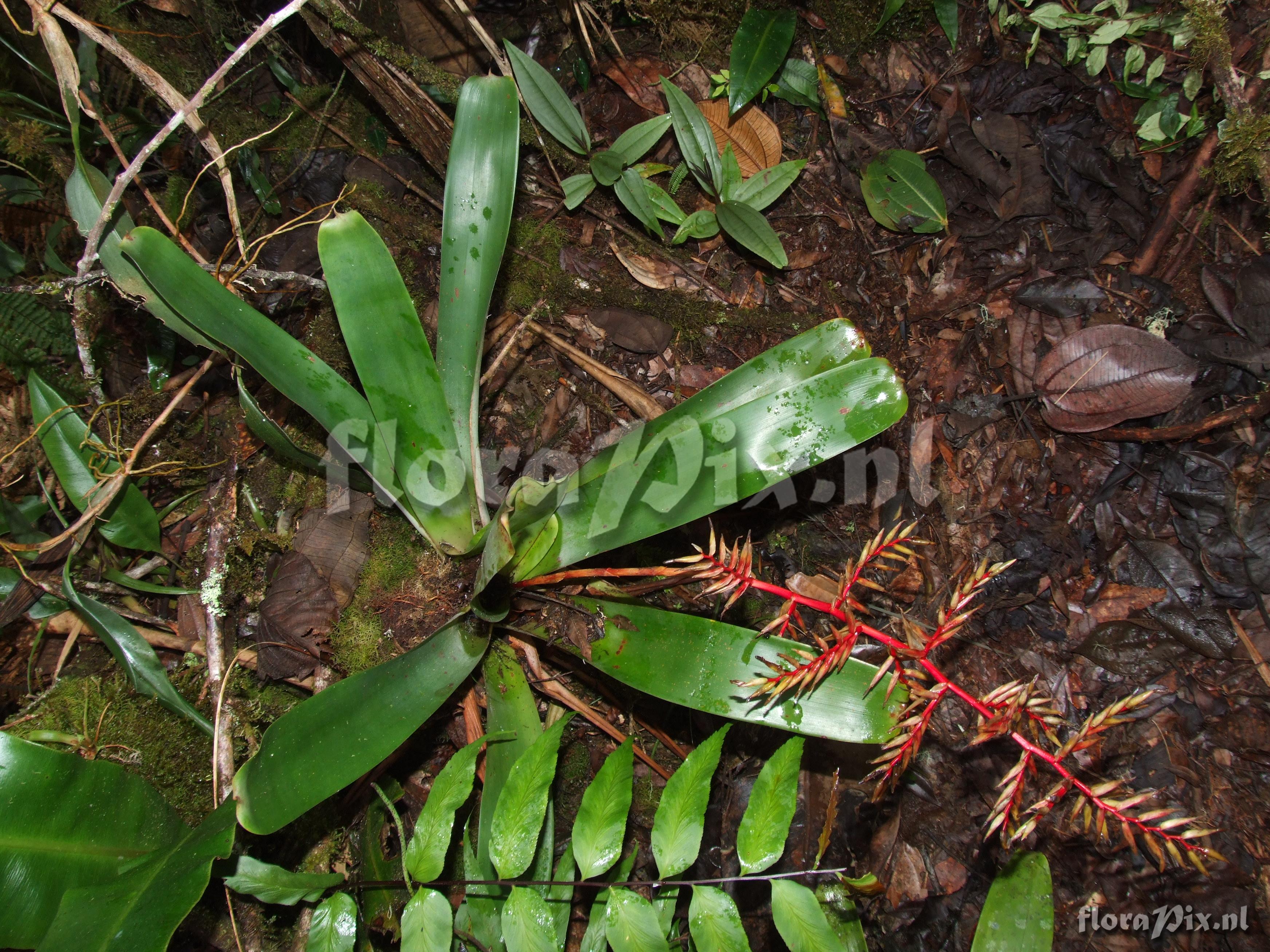 Tillandsia asplundii L.B. Sm.