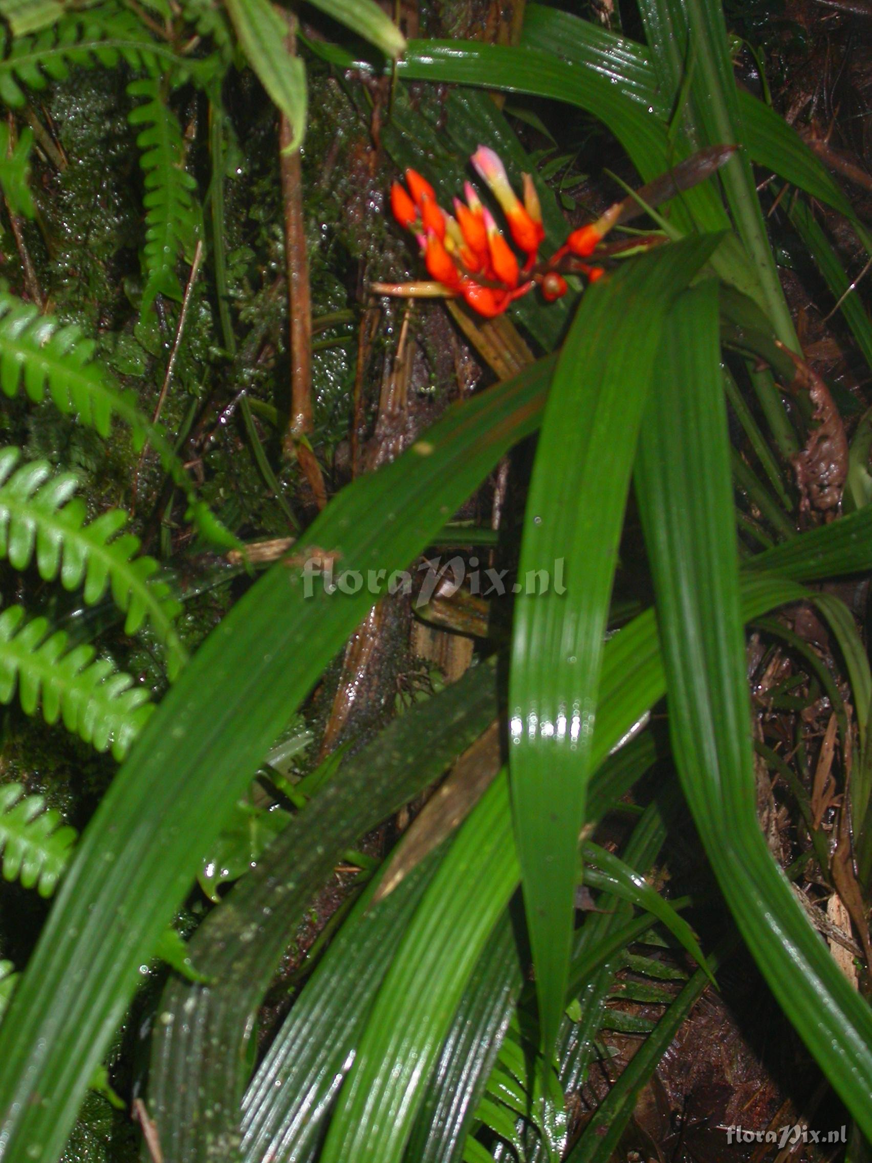 Pitcairnia cf. hiertzii 