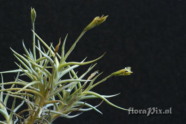 Tillandsia andicola