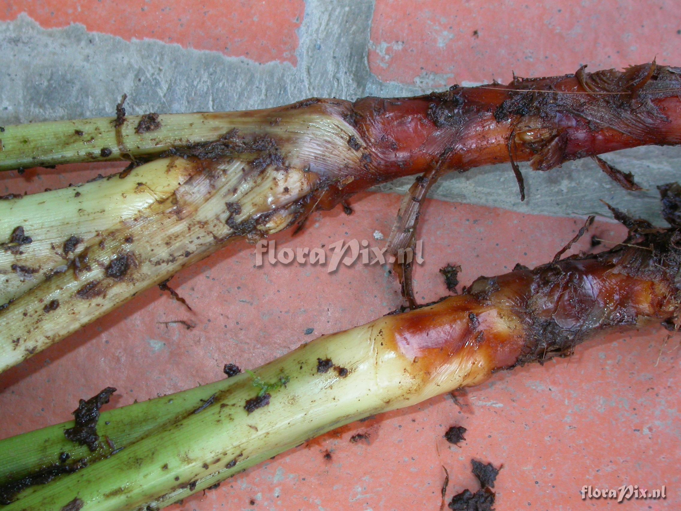 Pitcairnia cf. hiertzii 