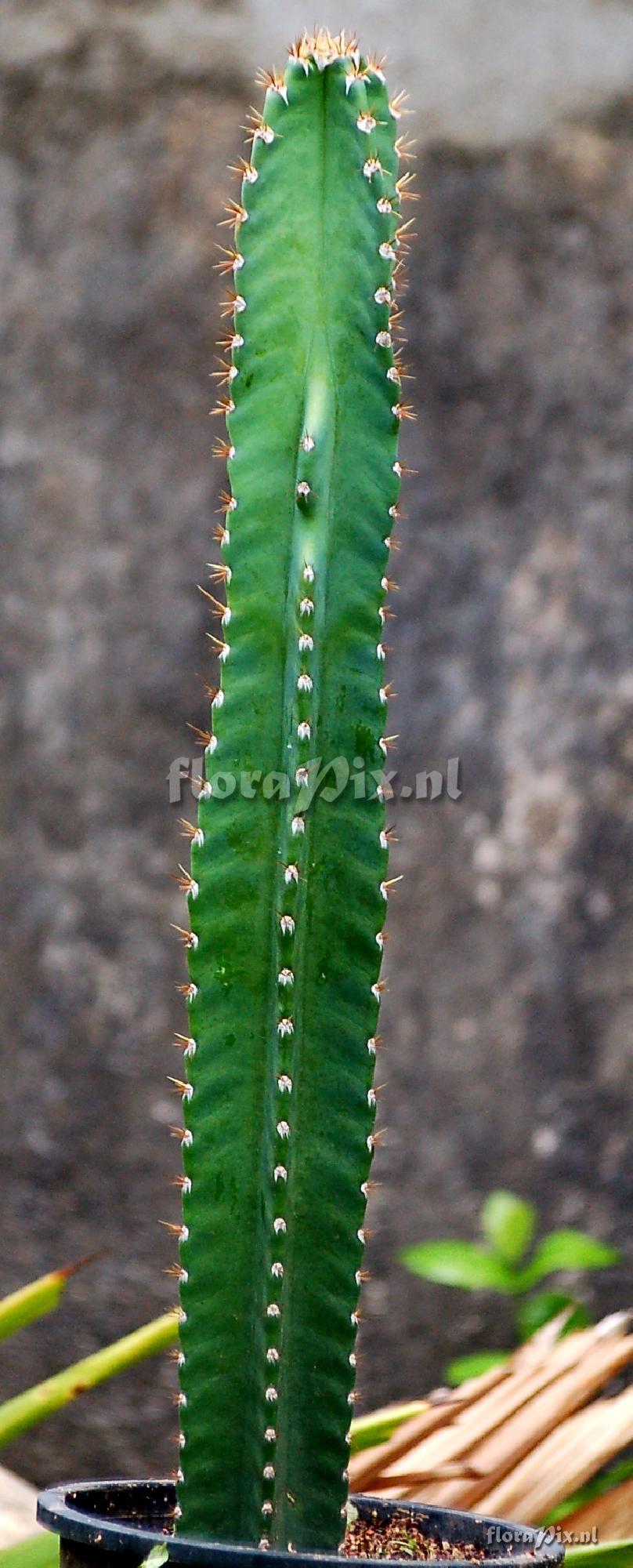 Trichocereus sp. Cactaceae