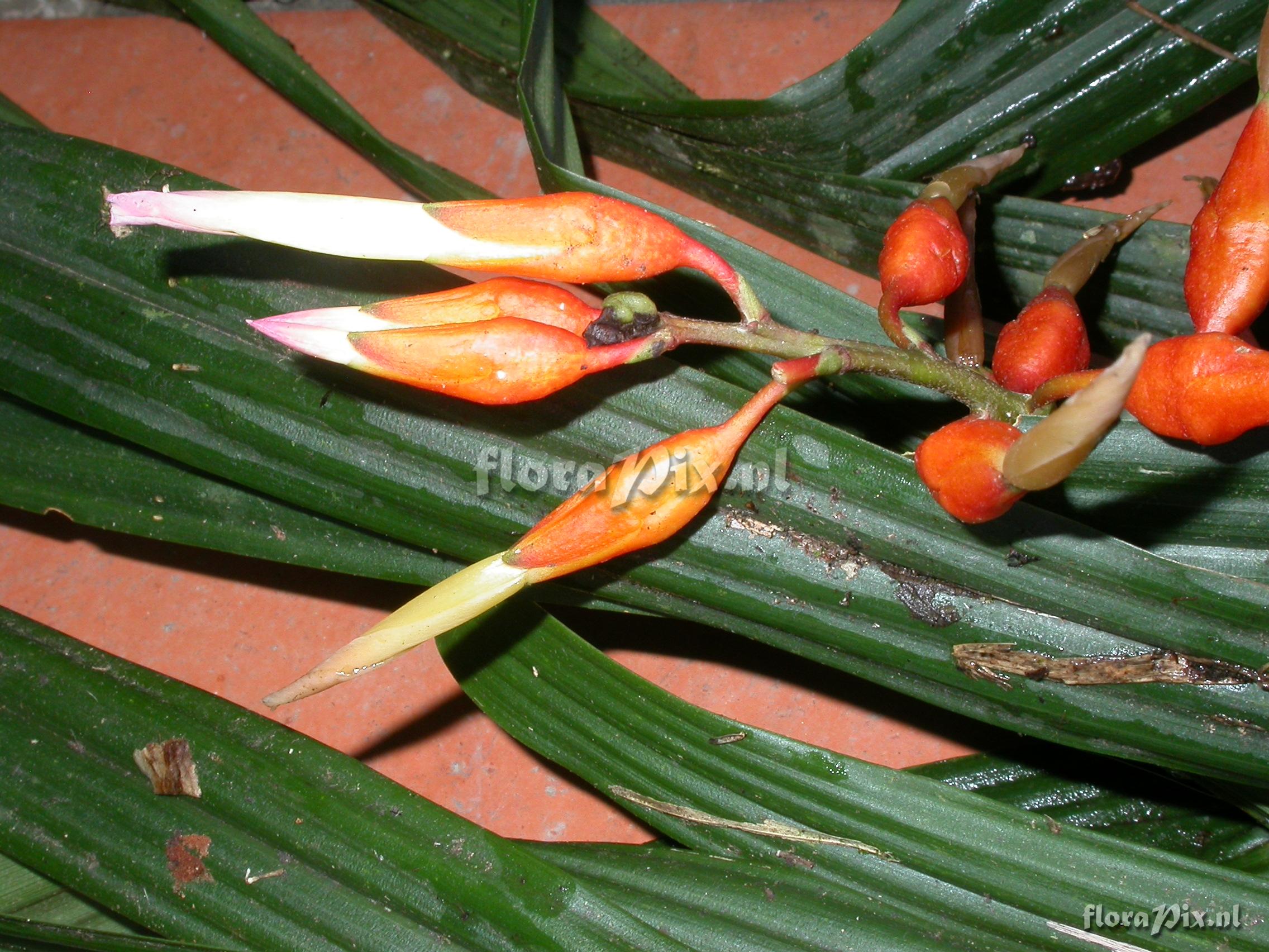 Pitcairnia cf. hiertzii 